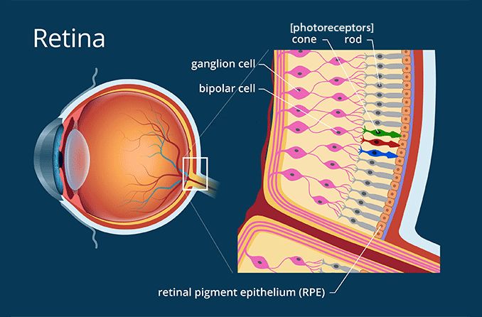 A diagram of an eye that shows where the cones and rods are located in a photoreceptor cell.