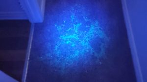 Pet urine that is glowing under a UV light