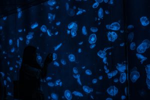 A person stands next to a jellyfish tank that is dark and shining UV light on the jellyfish to make them glow.